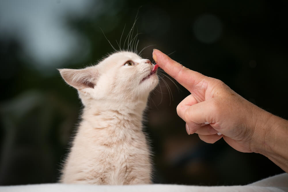 Gattino che lecca il dito del suo proprietario.