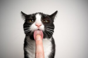Revelan por qué los gatos lamen a sus seres queridos, incluyendo humanos y otros animales
