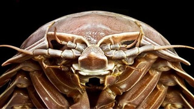 La gigantesca “cucaracha” descubierta en el fondo del mar