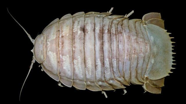 Gigantische kakkerlak