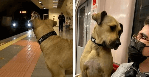 El perrito del metro: conmovedora historia de un pasajero muy particular