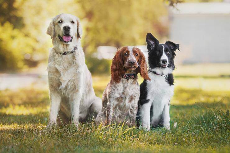 5 razas de perros compatibles entre sí