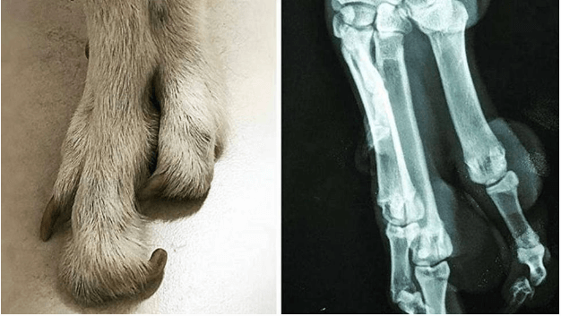 Ectrodactilia y artrogriposis en perros