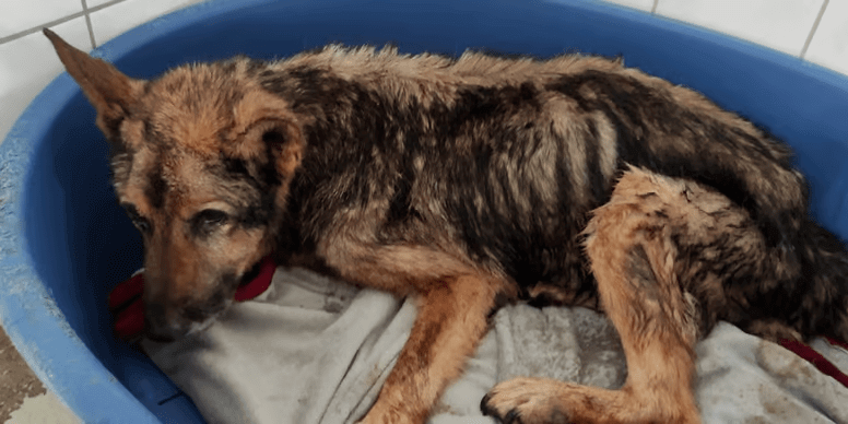 Historia de Lucky: perrito maltratado con un triste final