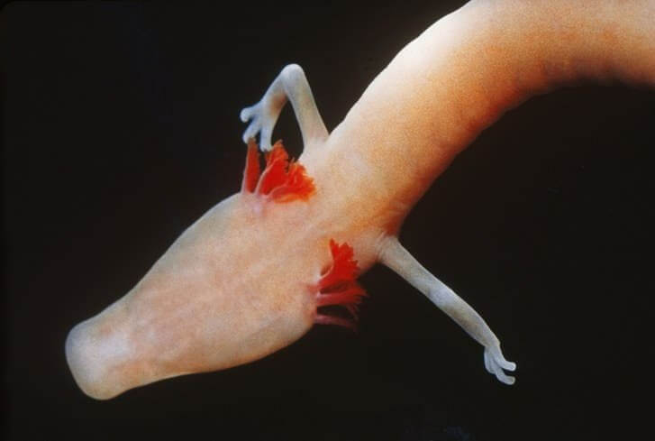 Conoce todo sobre el olm, un animal sorprendente - Mis Animales