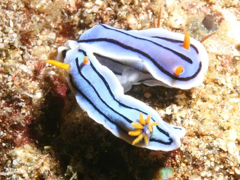 Conoce todo sobre el Chromodoris lochi, un molusco muy extraño