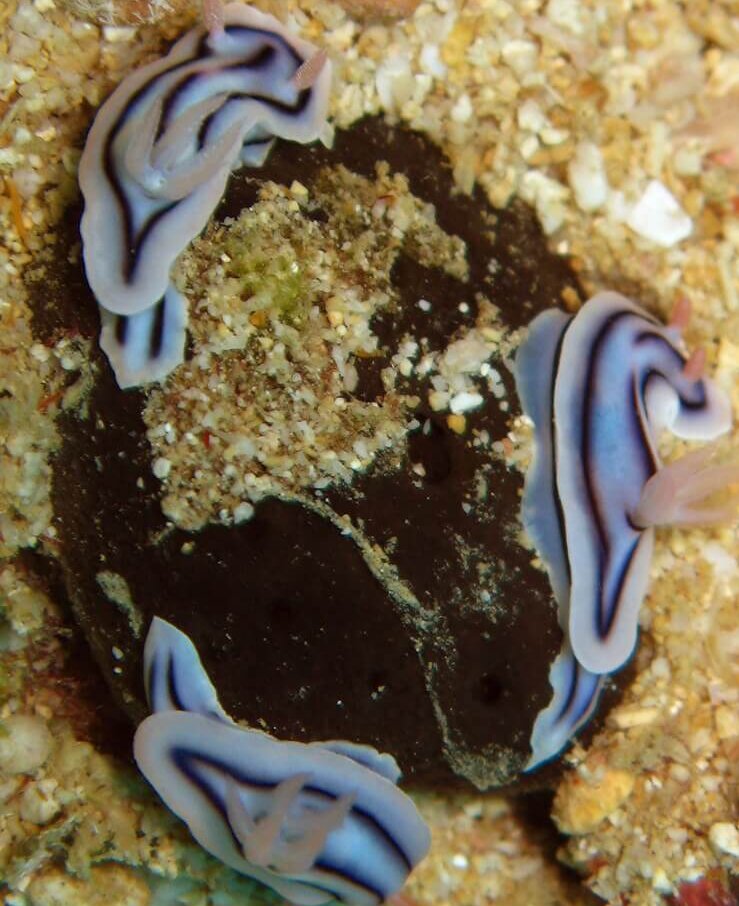 Varios ejemplares de Chromodoris lochi sobre una roca