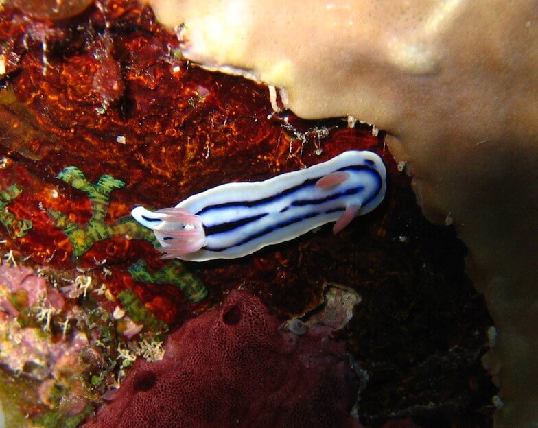 Chromodoris lochi en el fondo del océano