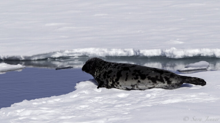 7 curiosidades sobre la foca capuchina