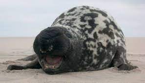 Foca capuchina de frente sobre arena