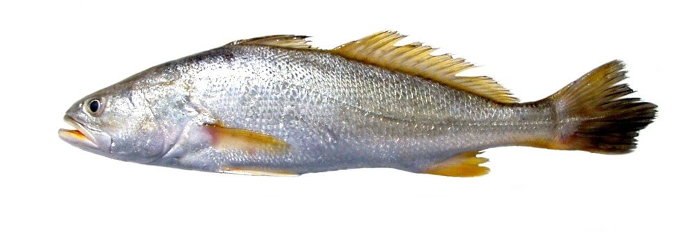 Corvina en fondo blanco
