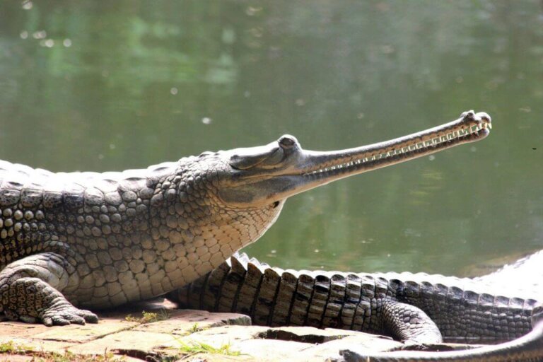 7 curiosidades sobre el gavial de Ganges