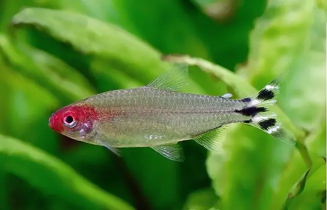 pez tetra