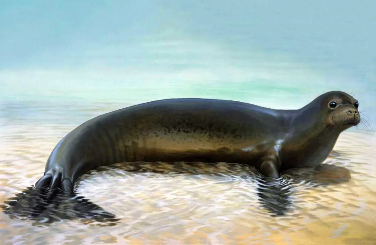 Todo sobre la foca monja del Caribe