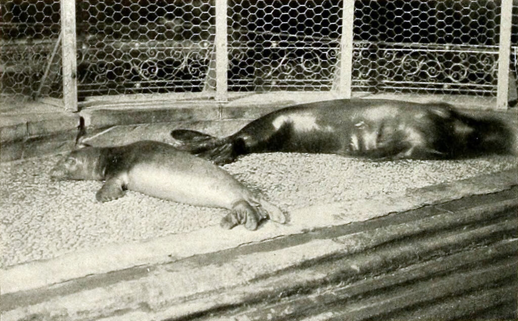 Foca del caribe foto antigua