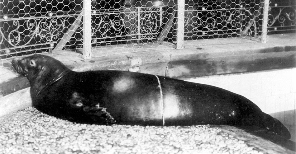 Foca del caribe foto antigua