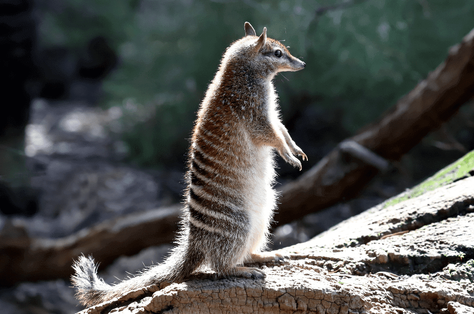 numbat
