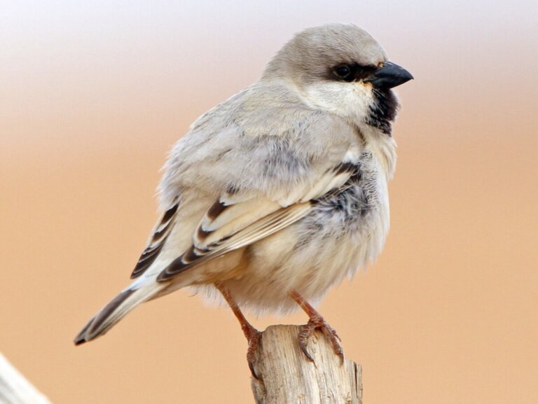El gorrión sahariano: hábitat, características y curiosidades