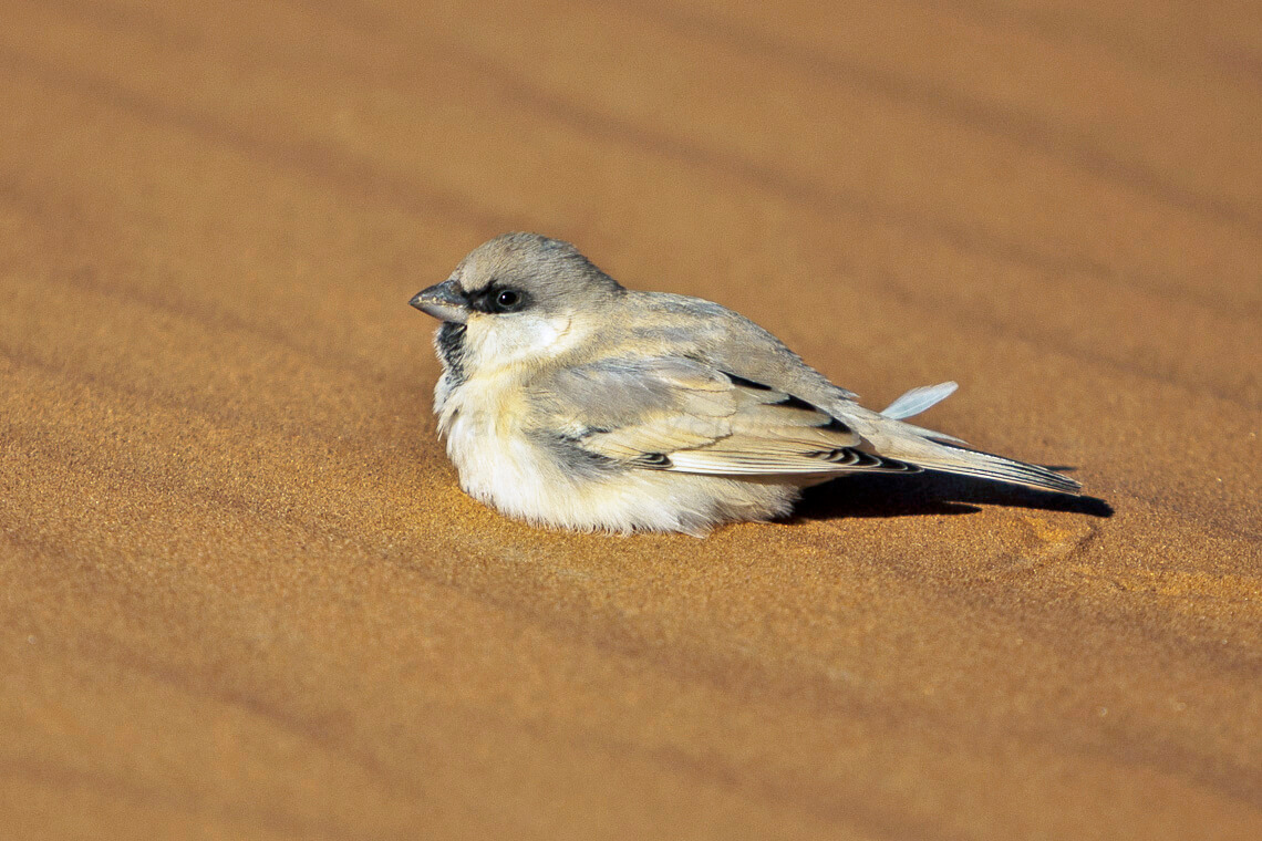 Gorrión del desierto sobre arena