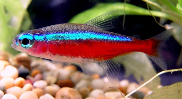 pez tetra