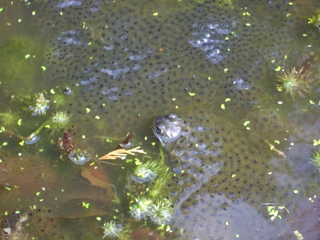 Huevos de la rana Bermeja en un estanque