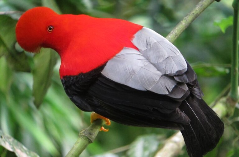 Todo sobre el gallito de las rocas: hábitat, reproducción y características