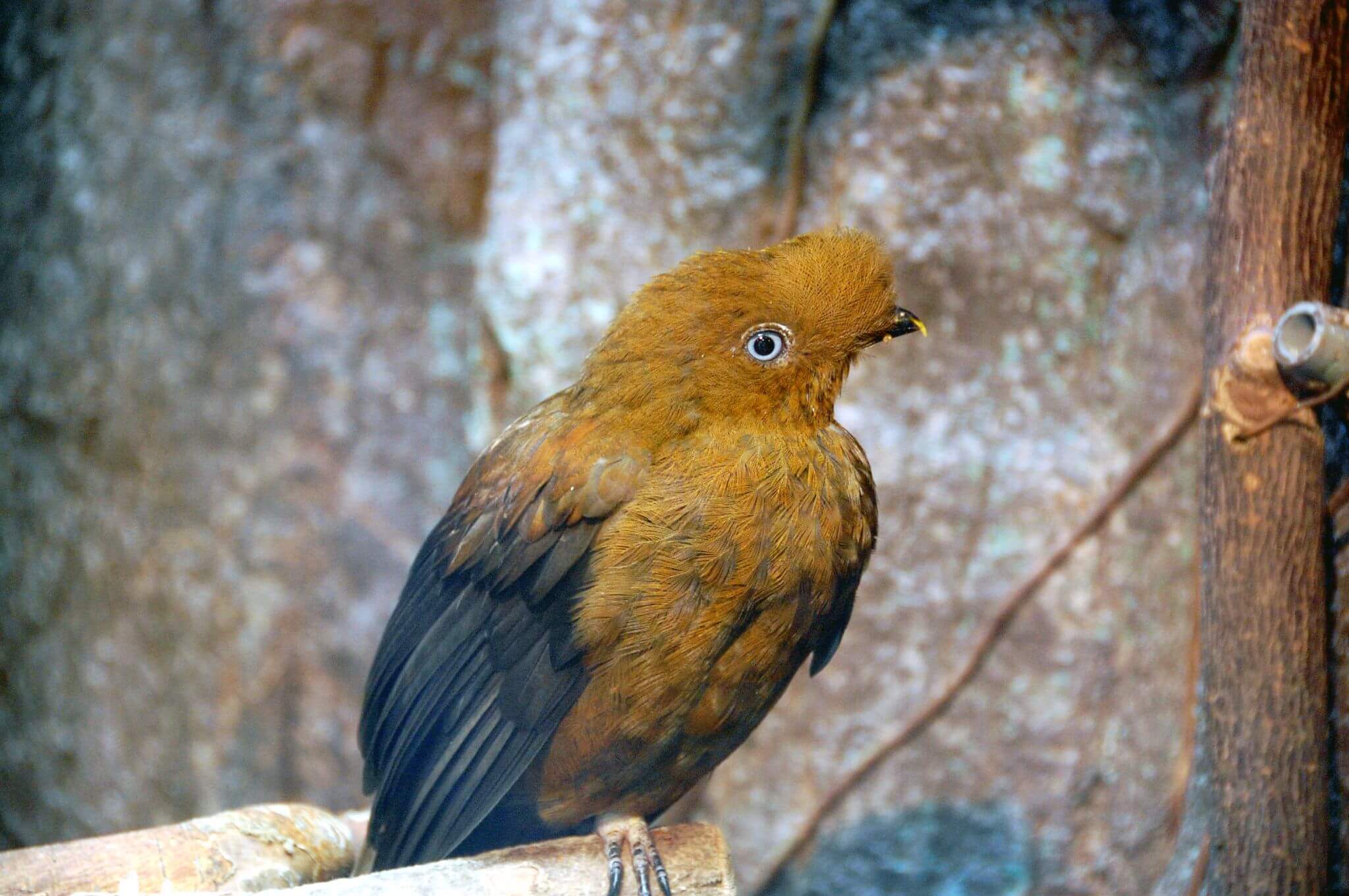 Gallito de las rocas hembra posando