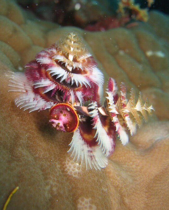Gusano árbol de navidad blanco sobre coral
