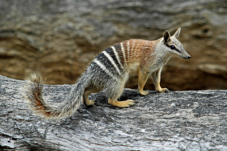 El numbat: hábitat, características y reproducción