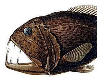 Dibujo del pez fangtooth