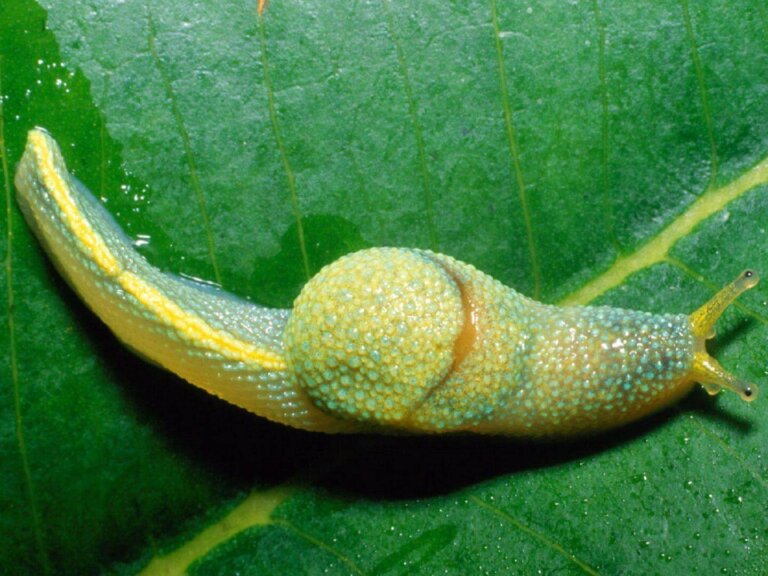 Conoce todo sobre el caracol ninja