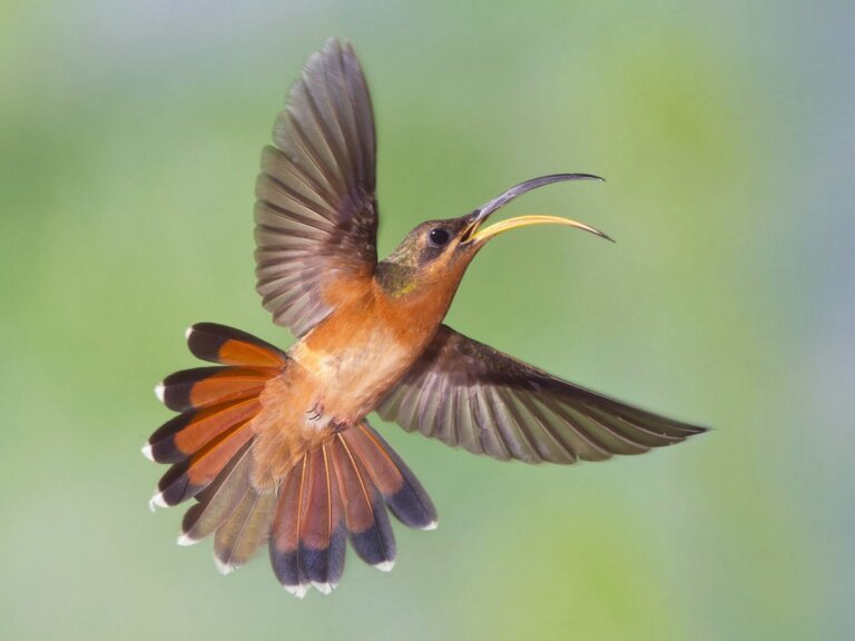 El colibrí pecho canela: hábitat, curiosidades y reproducción