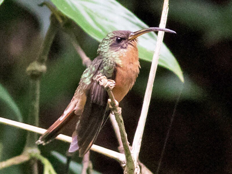 Hairy hermit hummingbird.