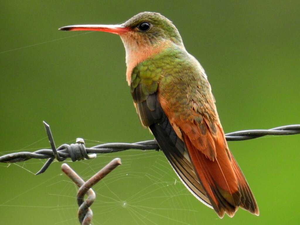El colibrí pecho canela: hábitat, curiosidades y reproducción - Mis ...