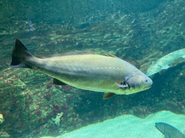 9 curiosidades sobre las corvinas