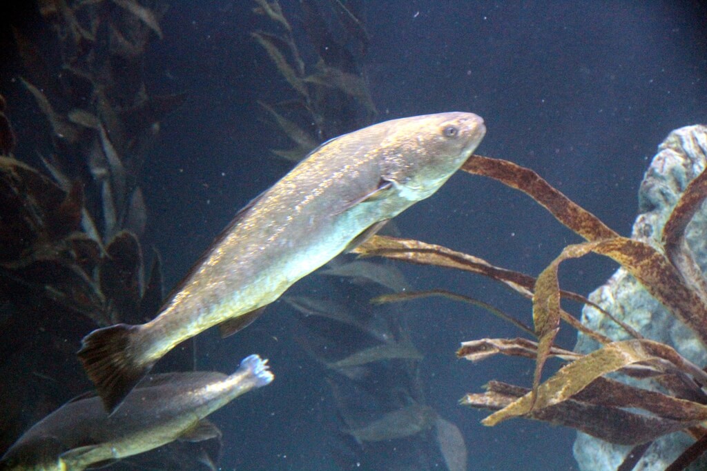 Corvina nadando
