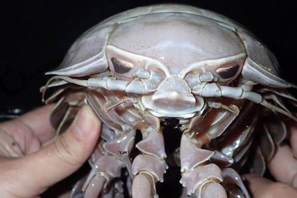 En ordentlig gråsugga.