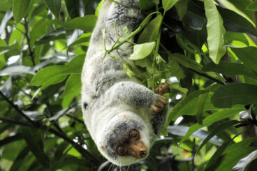 El cuscús moteado: características, hábitat y reproducción