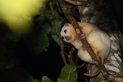 Common spotted cuscus.