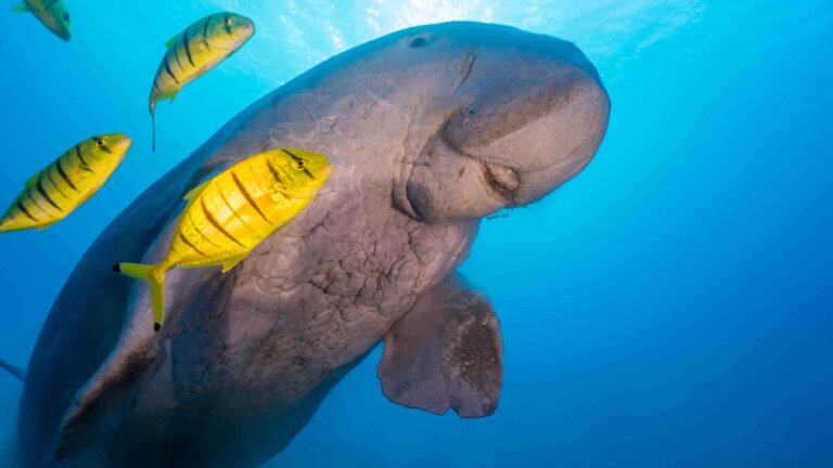 Características del dugongo: la «sirena» en peligro de extinción