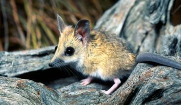 7 curiosidades sobre el dunnart