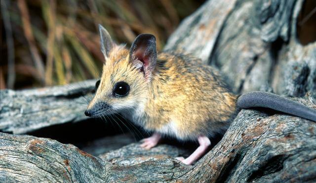 7 curiosidades sobre el dunnart