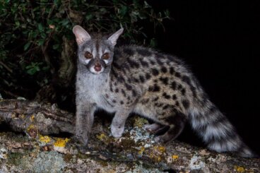 El gato almizclero, todo sobre este animal exótico