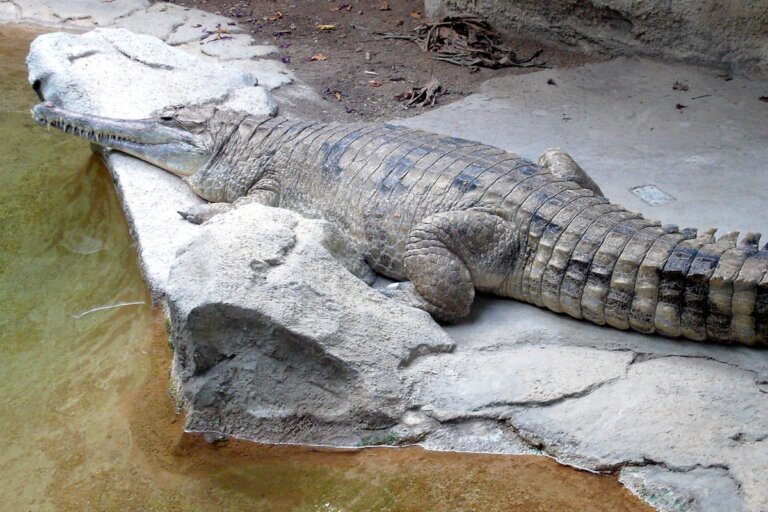 Conoce todo sobre el gavial malayo, un reptil muy peculiar