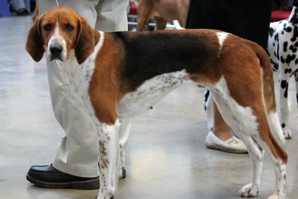 A medium-sized Anglo-French hound.