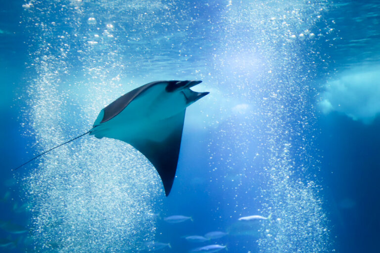 7 curiosidades sobre la mantarraya