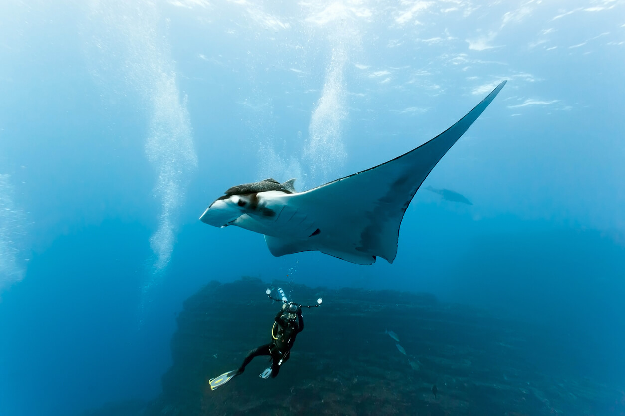 7 curiosidades sobre la mantarraya - Mis animales