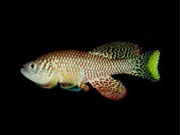 Conoce todo sobre el killifish