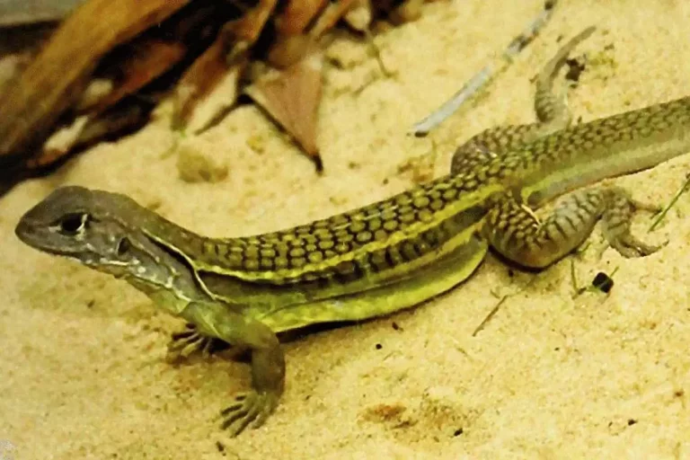 Descubre todo sobre el lagarto autoclonable