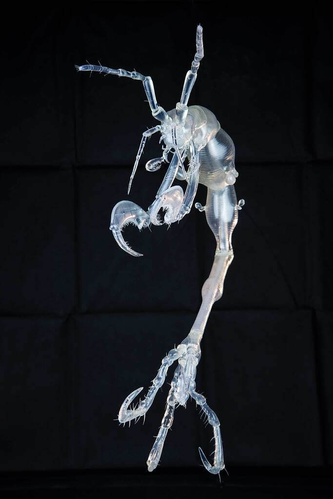 Crevette squelette de face sur fond noir